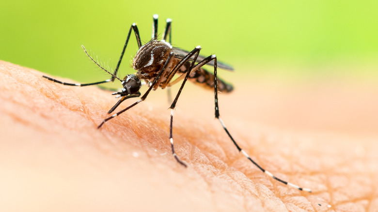 Mosquito biting person's skin