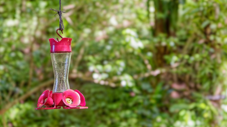 hummingbird feeder alone 
