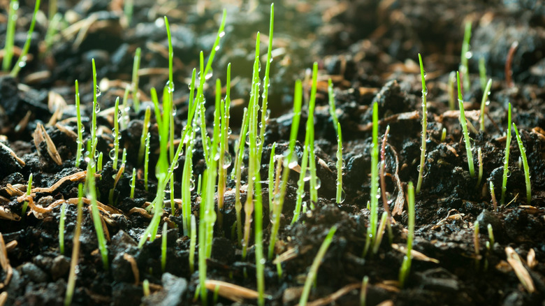 Grass seedlings with dew