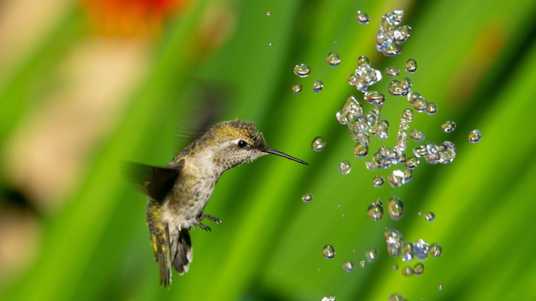 Hummingbird with water