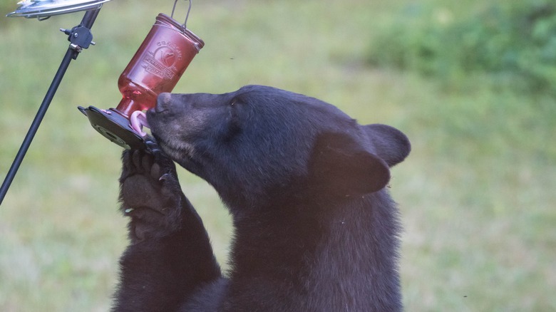 Bear drinking from hummingbird feeder