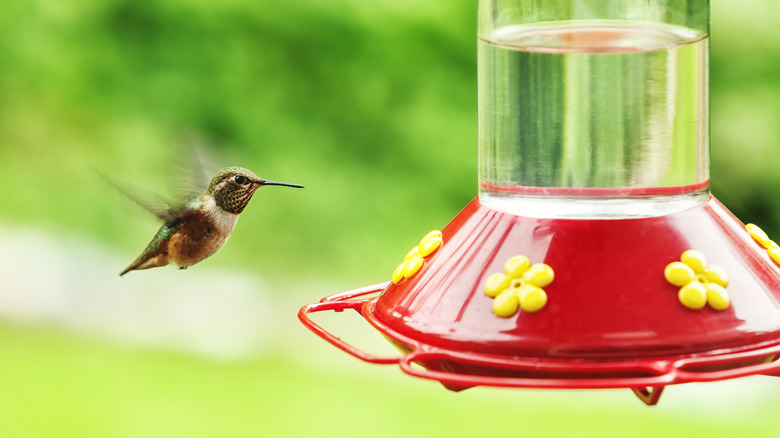 Hummingbird at nectar feeder