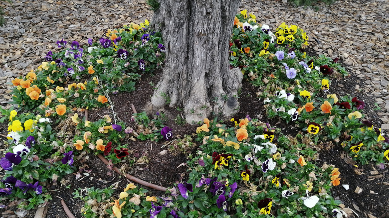 pansies growing under a tree