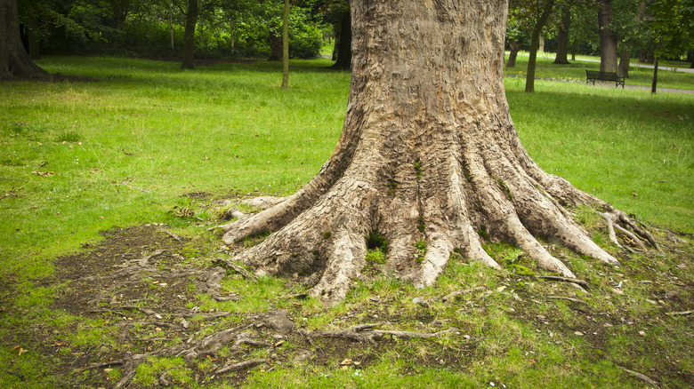 Tree roots in a yard