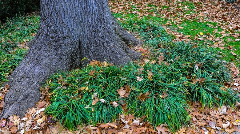 Mondo grass covering tree roots