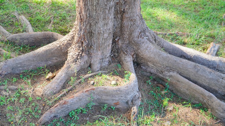 Exposed tree roots