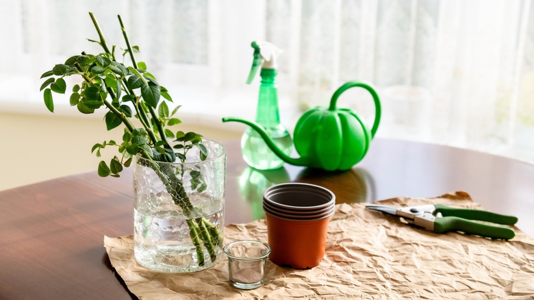 Rose propagation supplies on table