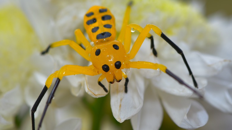 Spotted crab spider in garden