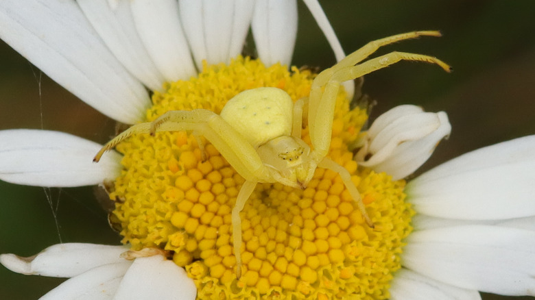 Crab spider matching flower color