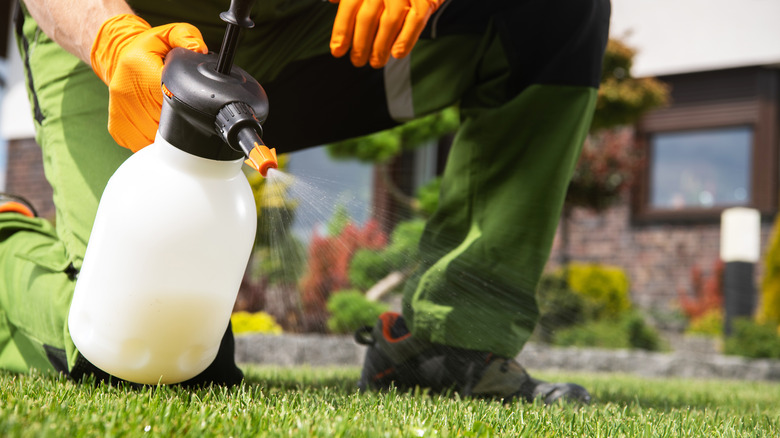 person spraying herbicide on grass