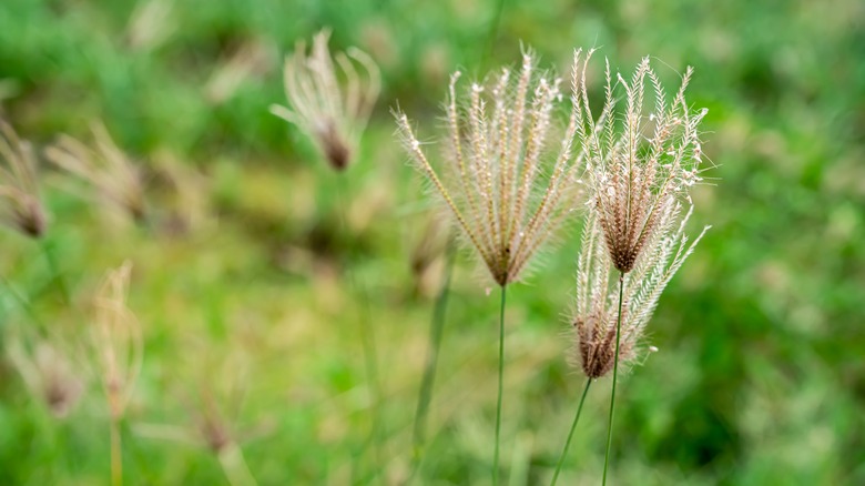 goosegrass in yard