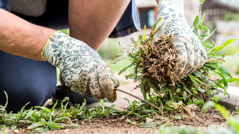 person removing weed with gloves