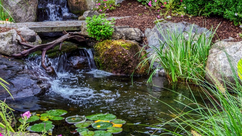 backyard pond