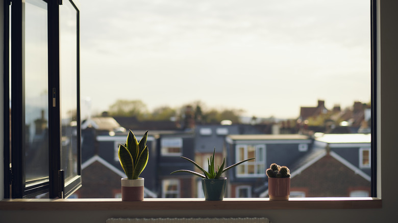 plants sitting on window sill