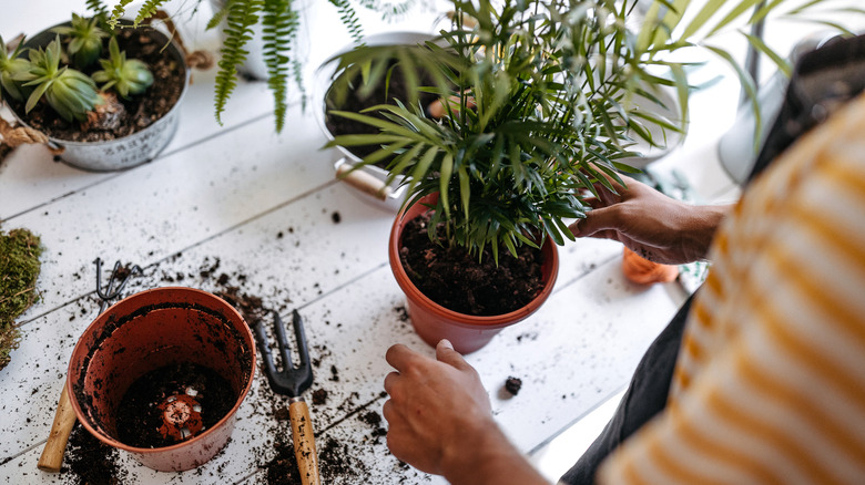 person potting plants