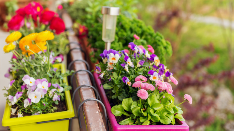 Hanging flower baskets on fence