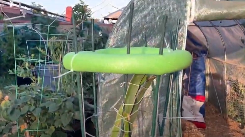 Pool noodle on trellis cage