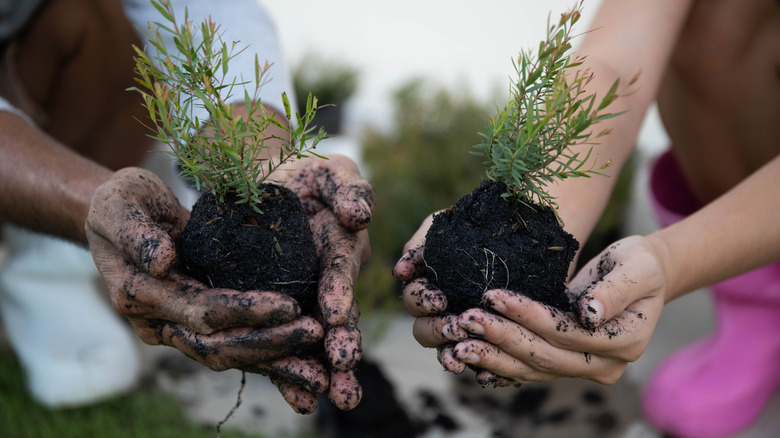 Soiled hands holding plants