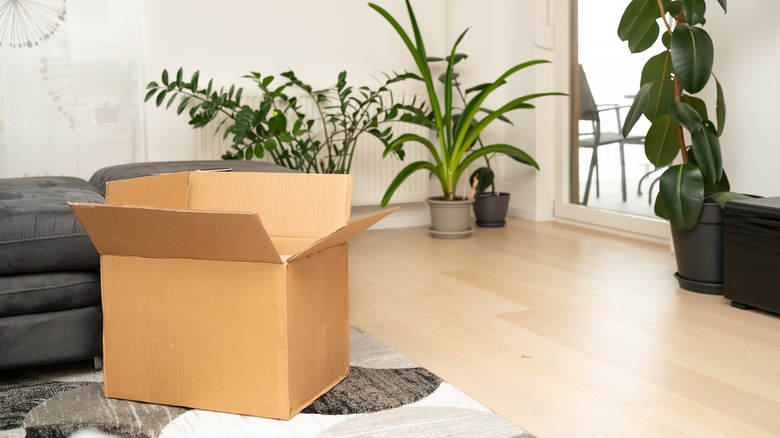 Large cardboard box sitting in living room surrounded by houseplants