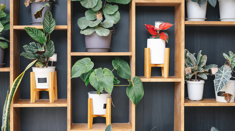 A shelf design displaying house plants in pots against a wall