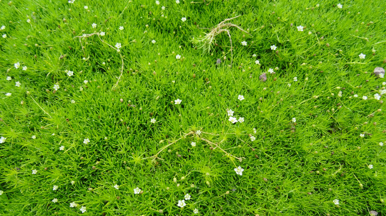 Irish moss lawn