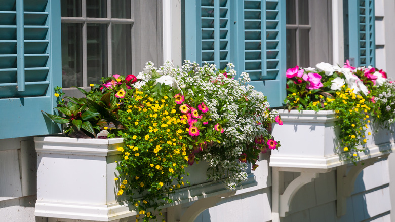 Flower boxes at a window