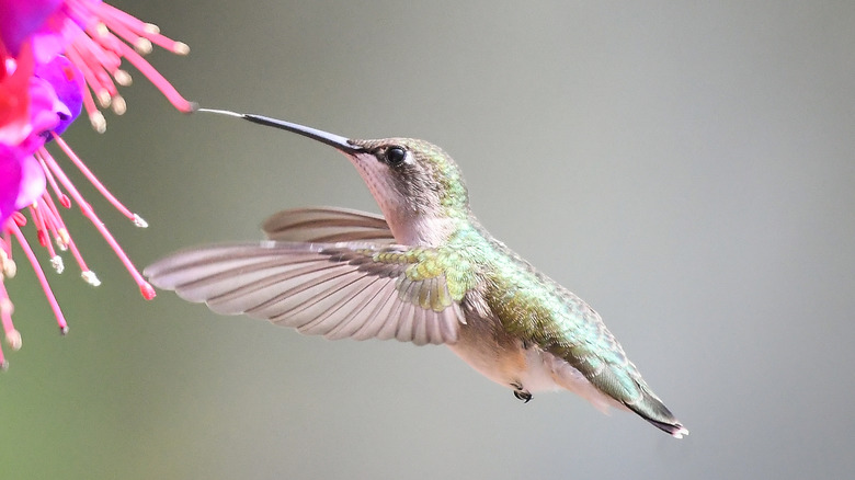 Hummingbird drinking nectar 