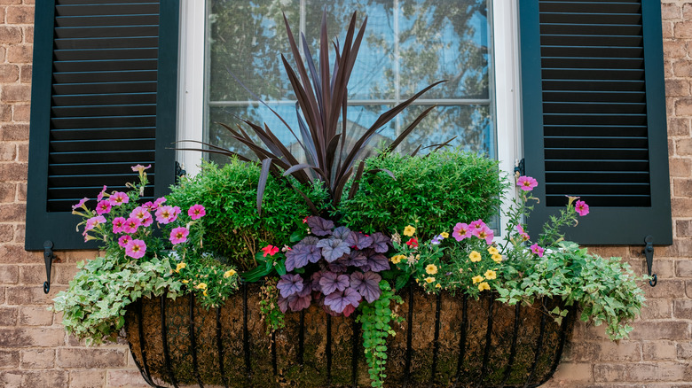 Flower box beneath a window