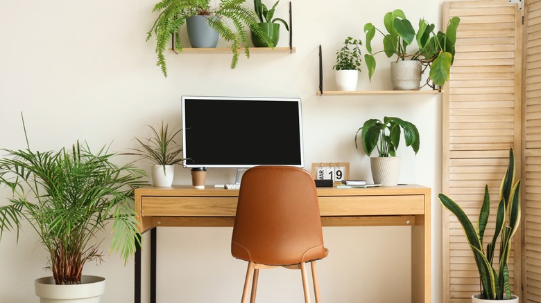 A variety of potted houseplants around home office desk