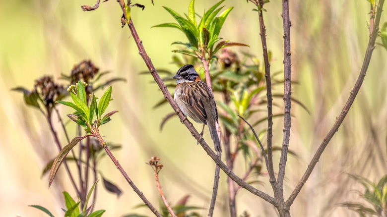 sparrow in a shrub