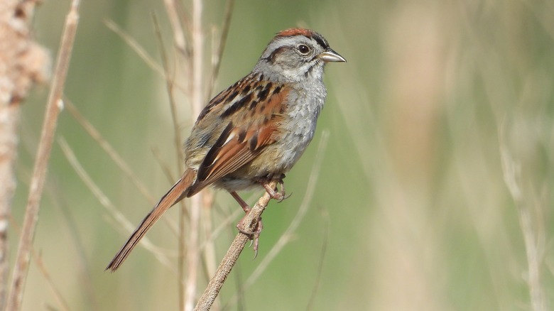 swamp sparrow on tree branch