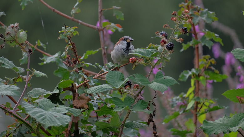 Sparrow on blackberry bush