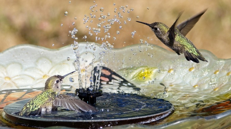 Hummingbirds at fountain