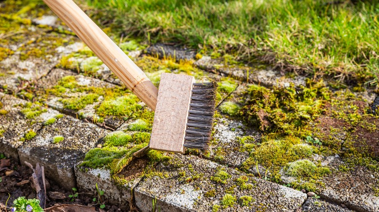 moss on pavers