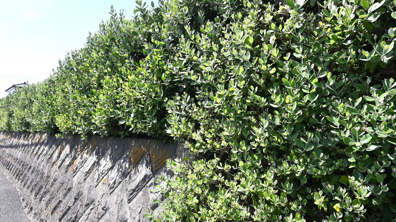 A row of pineapple guava trees acting as border above a stone retaining wall.