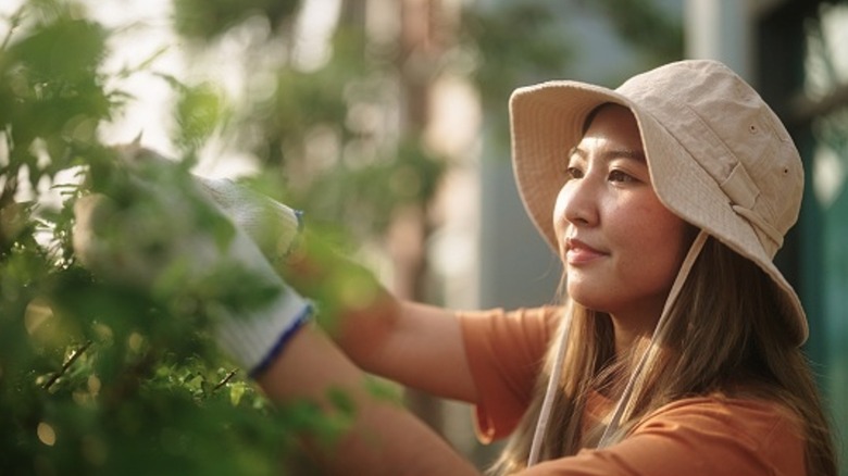 A young woman wearing a hat and gardening gloves while pruning a bush.