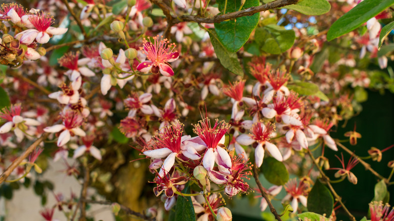 A close up of pink, red, orange, and white pineapple guava blossoms.