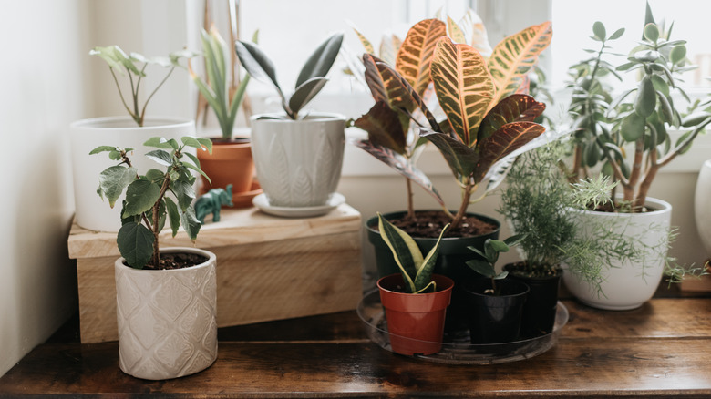 various potted plants