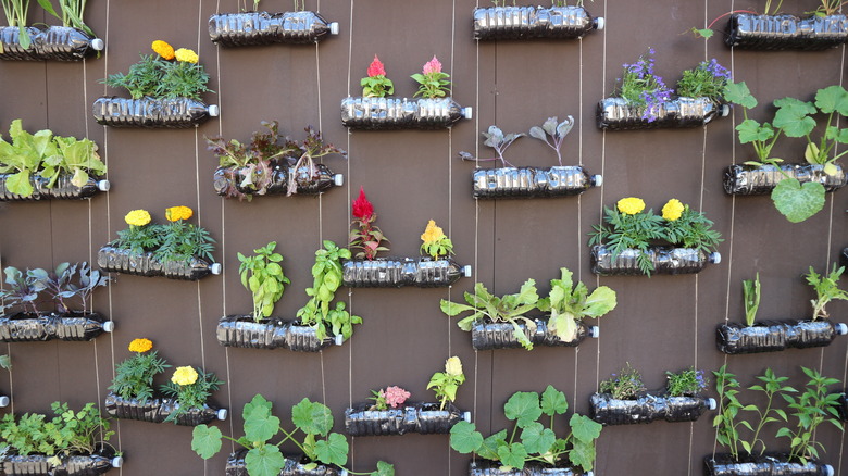 vertical water bottle garden