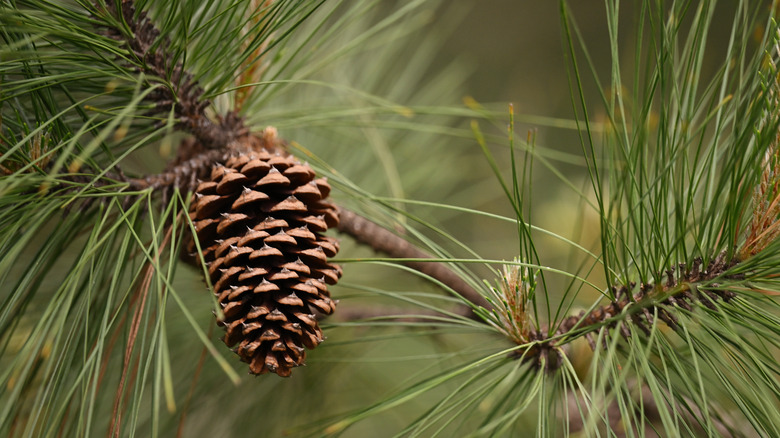 pinecone on tree