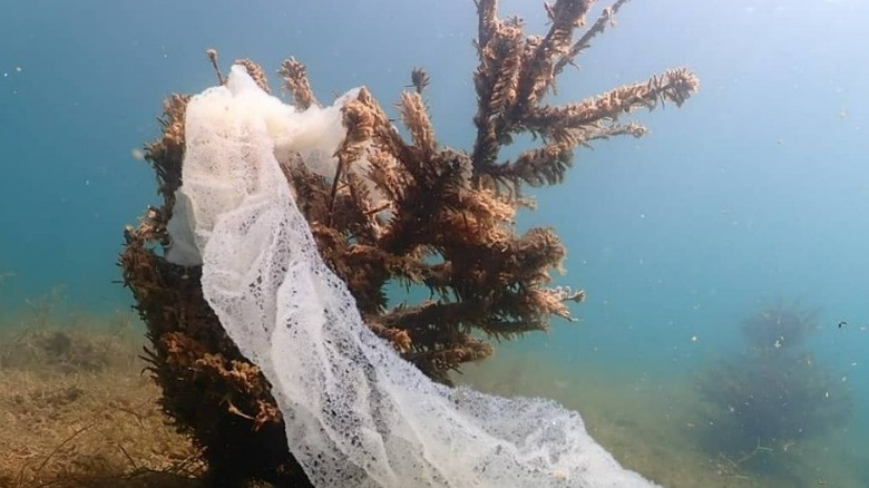 Tree with fish eggs