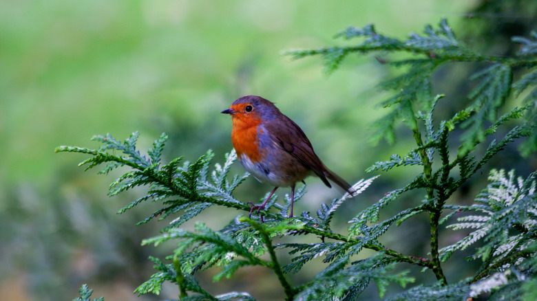 Bird in tree