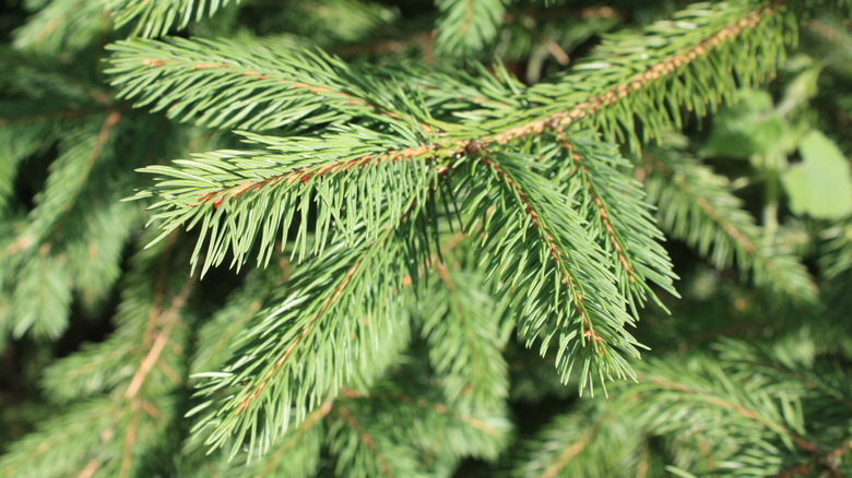 Pine boughs