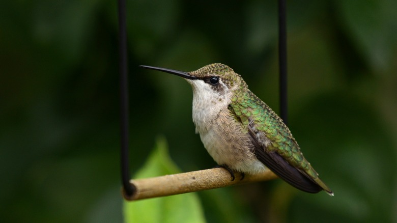 hummingbird on a swing