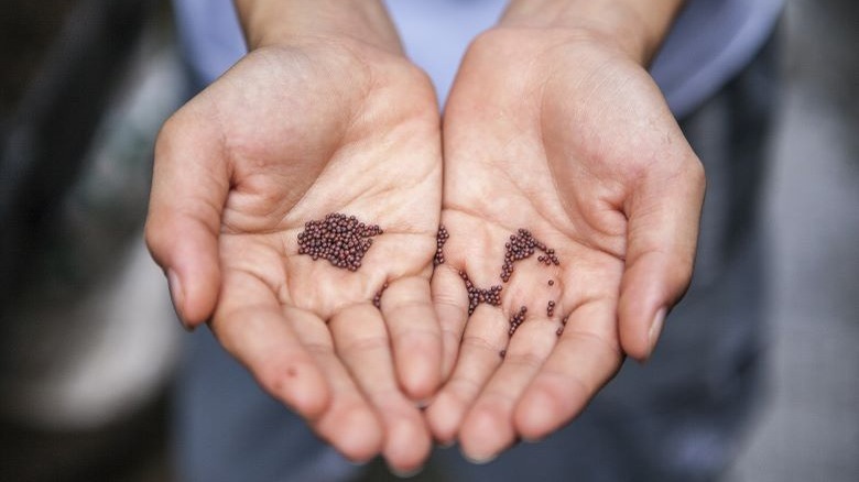 Hands holding seeds