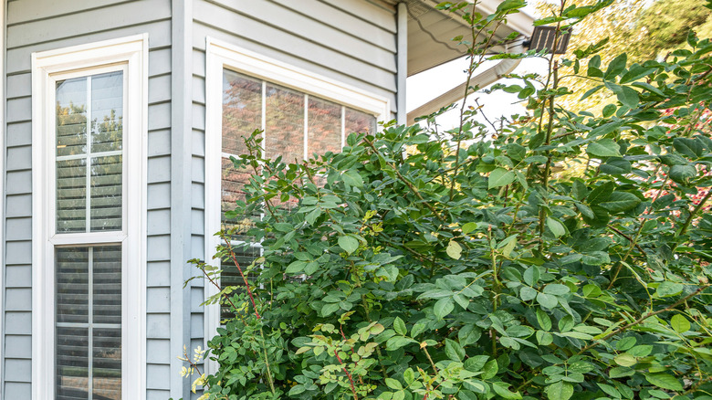 Bush in front of window