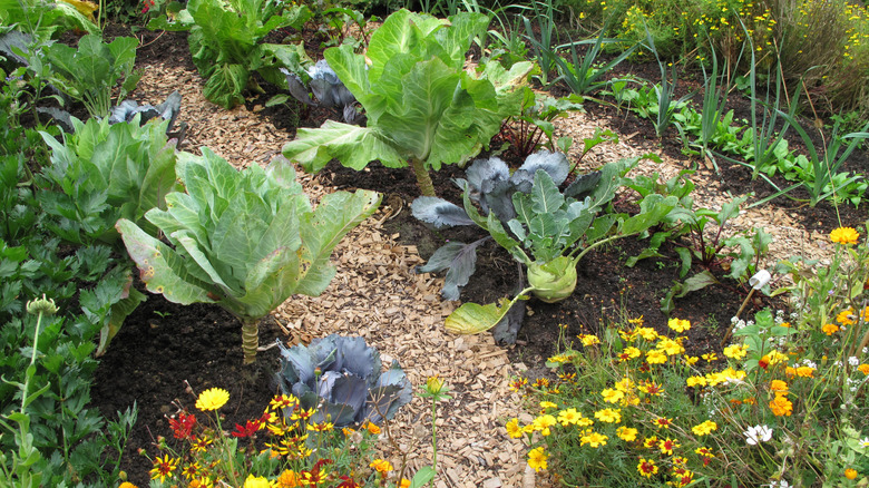 Vegetable and flower garden