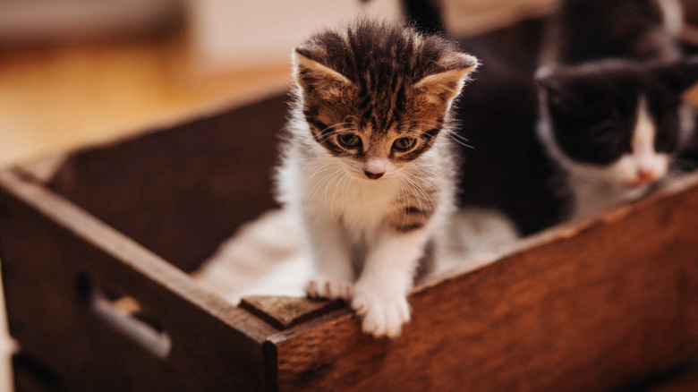 kitten climbing out of crate