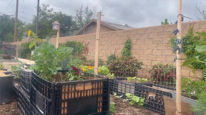 garden with milk crate planters