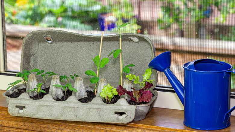 seedlings in egg carton